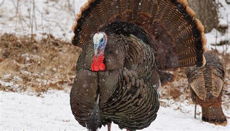 how to tell the difference between male and female turkeys sciencing