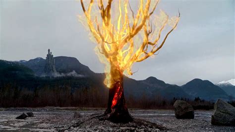 burning tree rehab tree choices