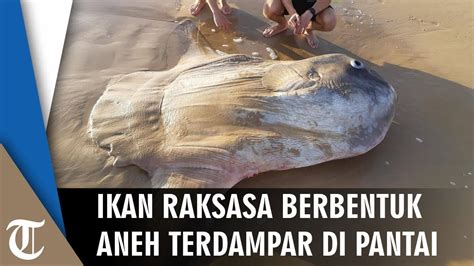 Viral Ikan Raksasa Berbentuk Aneh Terdampar Di Pantai Ternyata Ikan