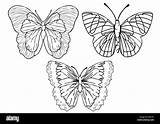 Butterfly Outline Sketch Vector Illustration Linear Butterflies Contour Isolated Silhouette Alamy Coloring Above Drawing Set sketch template