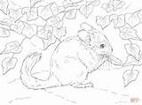 Chinchilla Coloring Pages Tailed Long Printable Supercoloring Print Chinchillas Crafts Drawing Animals sketch template