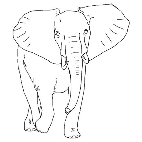 gambar  printable elephant coloring pages kids african page