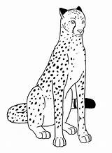 Cheetah Coloring Pages Print Kids Color sketch template