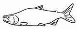 Salmon Coloring Pages Coho King Sockeye Pink Red Silver Chinook sketch template