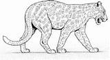 Jaguar Pantera Animales Panther Colorir Dibujo Kleurplaten Giaguari Giaguaro Boyama Onca Kolorowanki Onça Leopardy Gepardy Caminando Animal Kleurplaat Cammina Ausdrucken sketch template