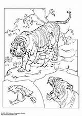 Colorear Tigre Kleurplaat Tijger Malvorlage Disegno Salvajes Kleurplaten Grote Leones Ausmalbild Scarica sketch template