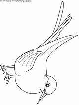 Tern Arctic sketch template