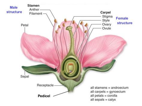 Biology Form 5 Chapter 4 4 5 Reproduction In Flowering