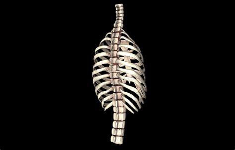 Rib Cage Accurate 3d Model With Verterbrae And Ribs 3d Model Animated