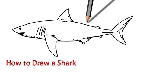 easy shark drawing  getdrawings