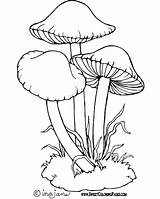 Mushroom Coloring Pages Drawing Mushrooms Easy Drawings Adult Alice Colouring Toadstool Google Flower Books Toadstools Colorful Mcgee Draw Sketches Outline sketch template