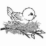 Pages Bird Nido Birdie Pajaros Nests sketch template