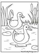 Coloring Ducks Iheartcraftythings sketch template