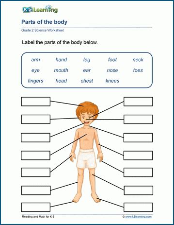 human body parts worksheets  learning