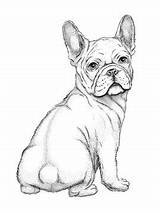 Bulldog Realistic Ftcdn sketch template