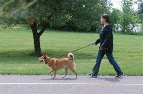 benefits  walking  dog  dogington post