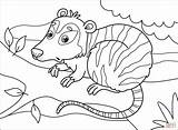 Opossum Possum Ausmalbild sketch template