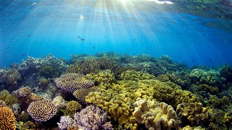 la grande barriere de corail en alerte wwf france