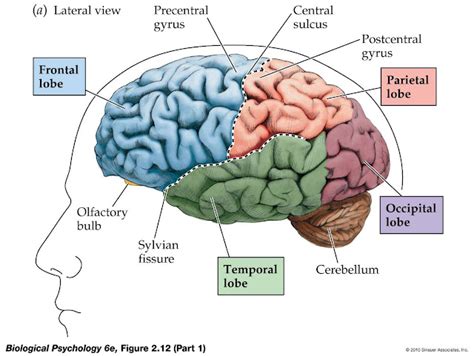 myths   human brain