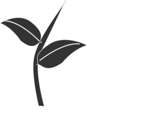 leaves plant stem  vector graphic  pixabay