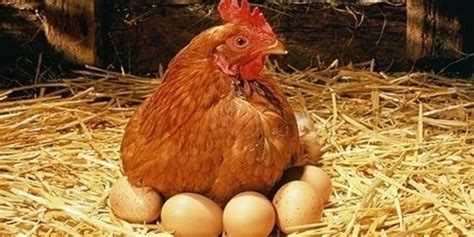 Gambar Ayam Dan Telur – Analisis