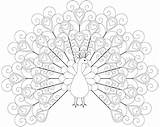 Peacock Coloring Pages Getdrawings Print sketch template
