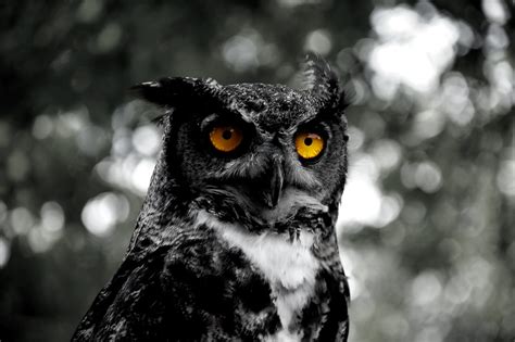 black phased great horned owl great horned owl bubo virgi flickr