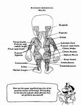 Muscles Anatomie Physiology Muscular Workbook Popular Endocrine Coloringhome sketch template
