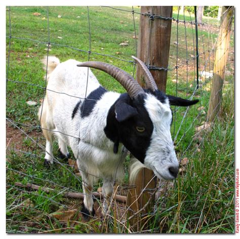 randy megs garden paradise  degrees  goat rescue