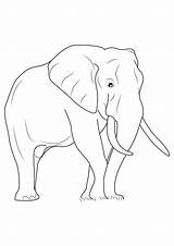 Colorare Elefanti Disegni Elefante Pianetabambini Bambini sketch template