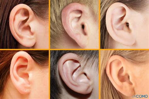 tipos de orejas  existen identifica cual es tu clasificacion
