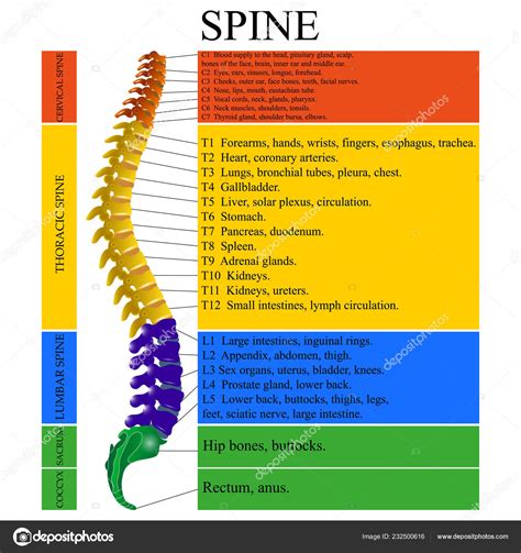 diagram human spine  description  sections vertebrae vector