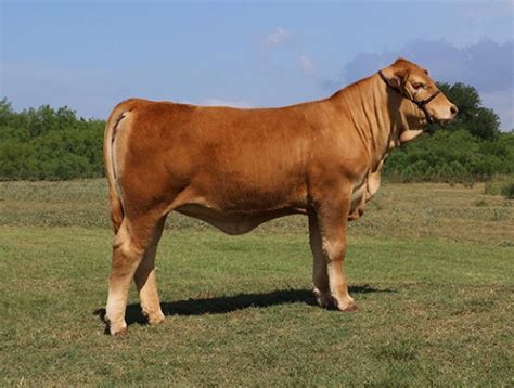 lot 1 lmc sunny 5c 163 purebred simbrah show heifer cattle in motion cattle auctions