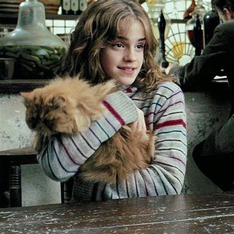 cats hermione granger and cute cats on pinterest