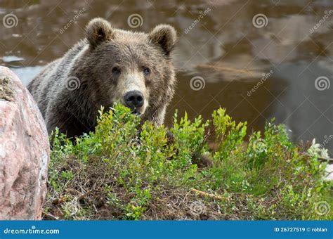 brown bear hiding stock image image  island omnivore