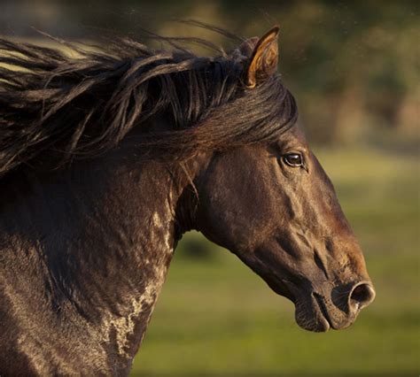 beautiful horse photography wildlife photography