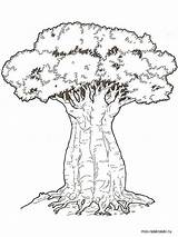 Baobab Tree Coloring Pages Printable sketch template