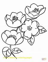 Coloring Blossom Apple Getdrawings Pages sketch template