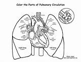 Coloring System Pulmonary Pages Circulation Anatomy Lungs Cardiovascular Muscular Drawing Heart Lung Respiratory Color Exploringnature Human Physiology Body Through Printable sketch template