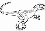Allosaurus Getdrawings sketch template