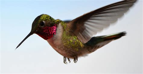 photo   hummingbird  stock photo