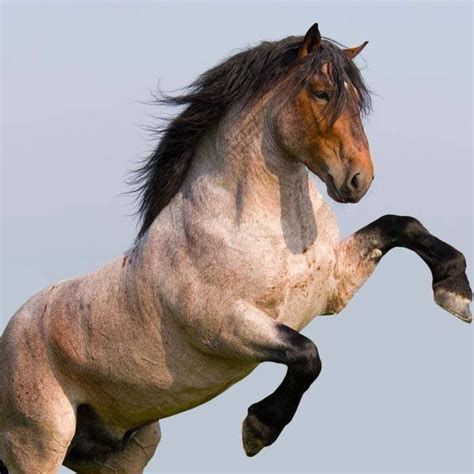 images  horses  pinterest spanish gypsy  appaloosa