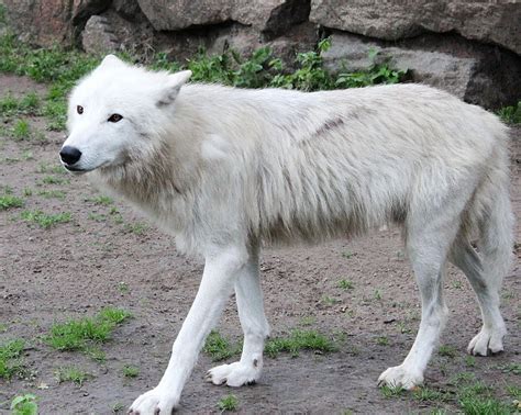 arctic wolf facts information   white wolf