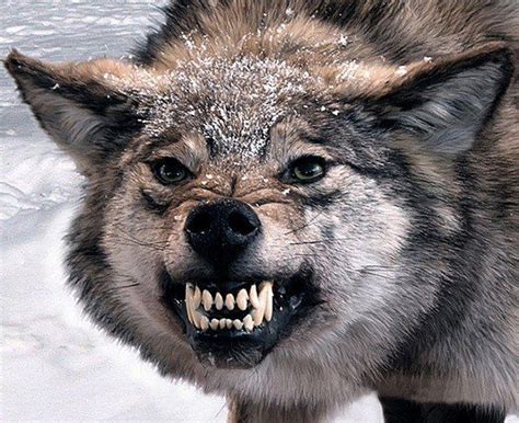 dusha volka wolf dog angry animals animals wild