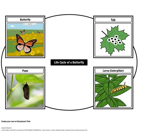 life cycle   butterfly storyboard  kristen