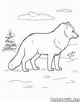 Arctic Fox Coloring Pages Animals Drawing Wild Colorkid Print sketch template