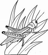 Saltamontes Sauterelle Colorier Coloriage Imprimer Grasshopper Insects Insect sketch template