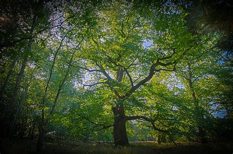 kastanjeboom van overpelt  shortlist mooiste boom van vlaanderen het belang van limburg