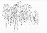 Weeping Coloring Designlooter Followmybrushmarks Paintingvalley sketch template