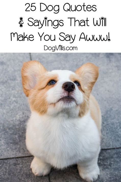 cute dog quotes sayings      awwwww